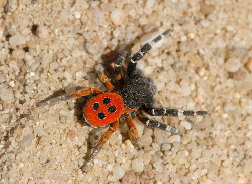 The Ladybird spider Eresus kollari in defence position