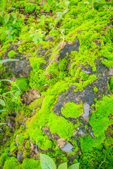 Evergreen mossy rock in the forest with small trees for background.