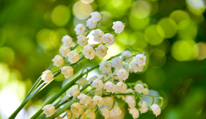 Bokeh weicher Maiglöckchen Hintergrund mit Sonne