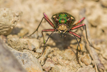 Green tiger beetle Cicindela campestris in Czech Republic