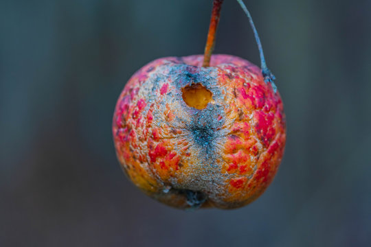 Apfel Winter faulig