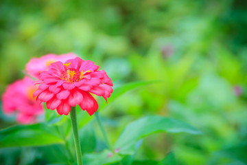 Pink Zinnia flower (Zinnia violacea Cav.) in summer garden on sunny day. Zinnia is a genus of plants of the sunflower tribe within the daisy family.