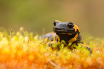 The fire salamander Salamandra salamandra in Czech Republic