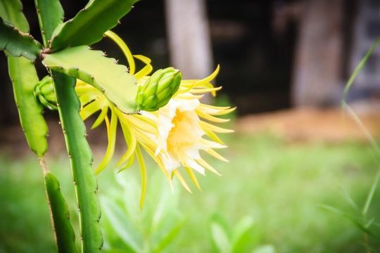 Beautiful dragon fruit flower is blooming with young green dragon fruit bud on tree. Organic raw green dragon fruit flower hanging on tree.