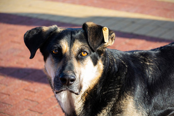 A poor homeless dog on a pedestrian street