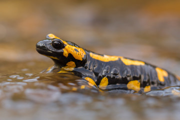 The fire salamander Salamandra salamandra in Czech Republic