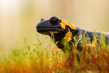 The fire salamander Salamandra salamandra in Czech Republic