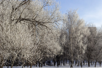 Winter cityscape with trees in the rime