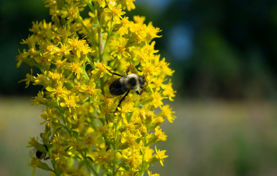 Common Eastern Bumble Bee (Bombus impatiens) on Showy Goldenrod (Solidago speciosa) in bright summer field 