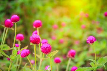 Colorful Gomphrena globosa flower on tree, also known as globe amaranth or bachelor button. The true species has magenta bracts, and have colors such as purple, red, white, pink, and lilac.