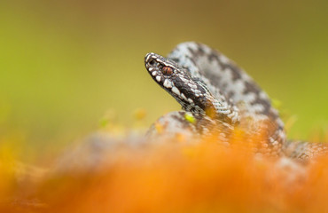 European viper Vipera berus in Czech Repblic