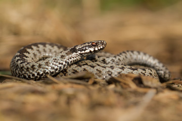 European viper Vipera berus in Czech Repblic