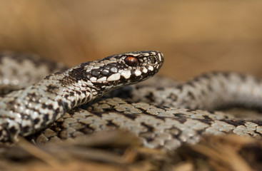 European viper Vipera berus in Czech Repblic