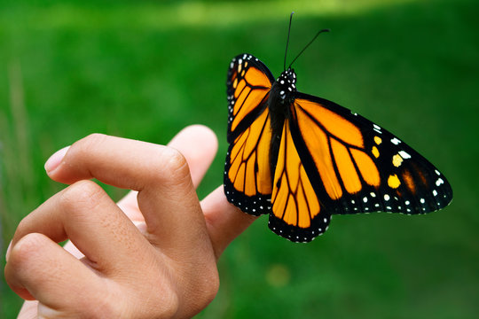 Monarch Butterfly On Child's Hand