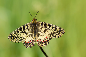 The Southern Festoon Zerynthia polyxena in Czech Republic
