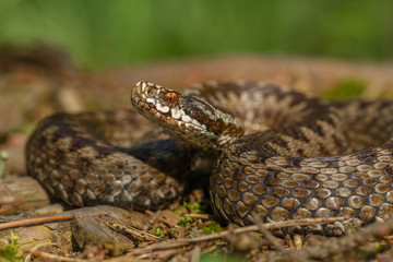 European viper Vipera berus in Czech Repblic