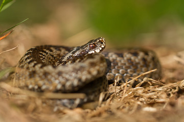 European viper Vipera berus in Czech Repblic