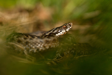 European viper Vipera berus in Czech Repblic