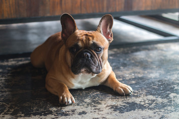 Fototapeta premium Sadly face French Bulldog looking to the camera. The dog is laying on the floor.