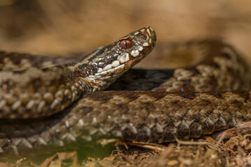 Obraz premium European viper Vipera berus in Czech Repblic
