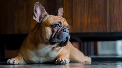 Close up french bulldog is looking out to outdoor. The dog laying on floor.