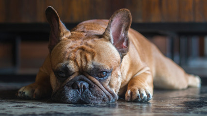 Obraz premium Close up laying french bulldog. The dog is looking to the camera
