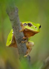 Nice green European tree frog, Hyla arborea, sitting on stick in Czech Republic