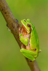 Nice green European tree frog, Hyla arborea, sitting on stick in Czech Republic
