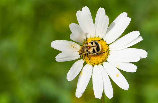 Bee beetle Trichius fasciatus sitting on little white flower