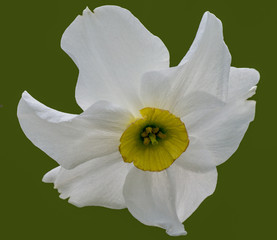 Narcissus, Dunham Massey, UK