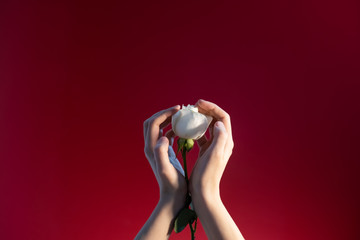 Woman's hands with a rose on a red background.
