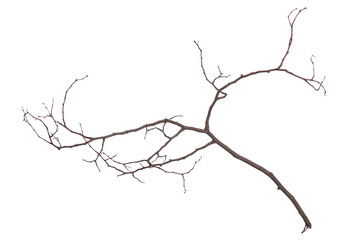 Single dry tree branch, isolated on white background. Stick tree branch from nature for design.