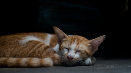 Fototapeta na wymiar Close up sleeping cat with high contrast.