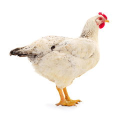 White hen isolated.