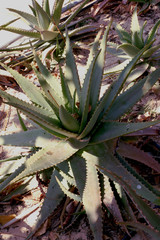 Obraz premium fat plant