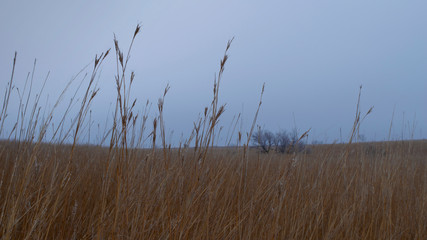 Tall grass with frost  in native prairie restoration on overcast winter day