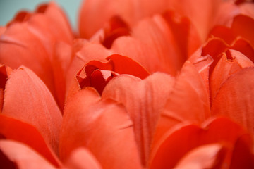 tulipa, liliaceae, tulpe, blume, rot, nahaufnahme, Hintergrund