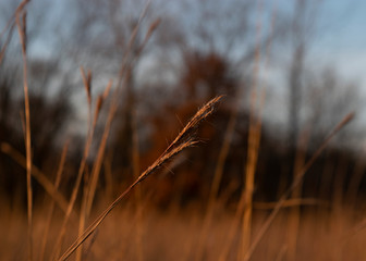 Autumn prairie in setting sunlight