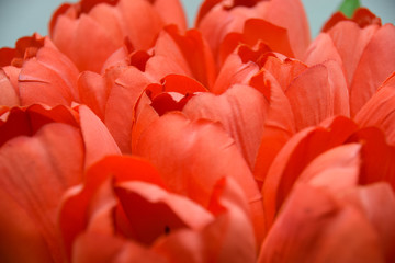 tulipa, liliaceae, tulpe, blume, rot, mittendrin, Hintergrund