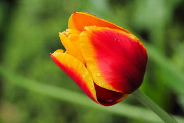 Close-up of red-yellow tulip flower in the spring garden