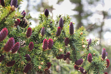Young red spruce cones on the branches