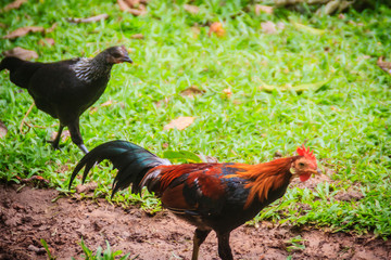 A couple of red rooster and black hen is courting and finding for food together on the green grass field. Selective focus