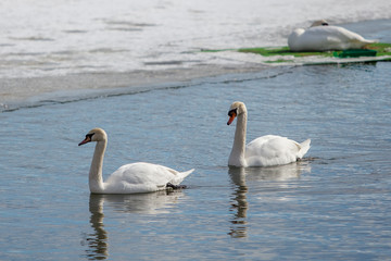 Fototapeta premium two swans floating on the river / lake in winter 