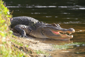 Alligator laying near a pond with its mouth open.