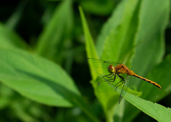 Orange Meadowhawk (Sympetrum spp.)