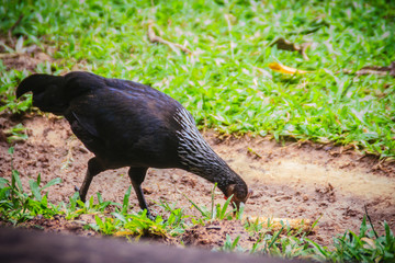 Native black hen is finding for food on the ground. Selective focus
