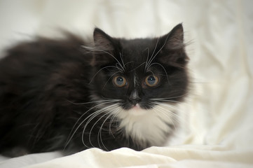 black and white fluffy Siberian kitten on a light background