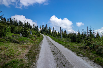 Ersatzanpflanzung für durch Sturm und den Borkenkaefer geschädigte Baeume auf dem Bergkamm des...