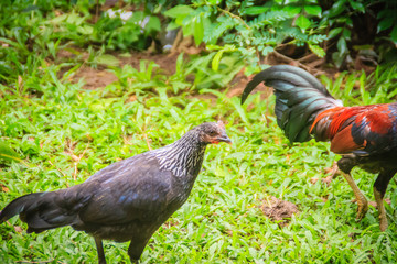 A couple of red rooster and black hen is courting and finding for food together on the green grass field. Selective focus