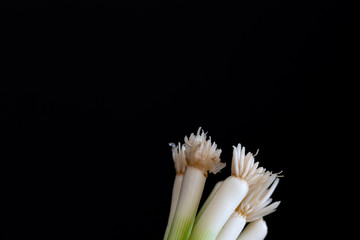 Fototapeta premium bunch of green onion